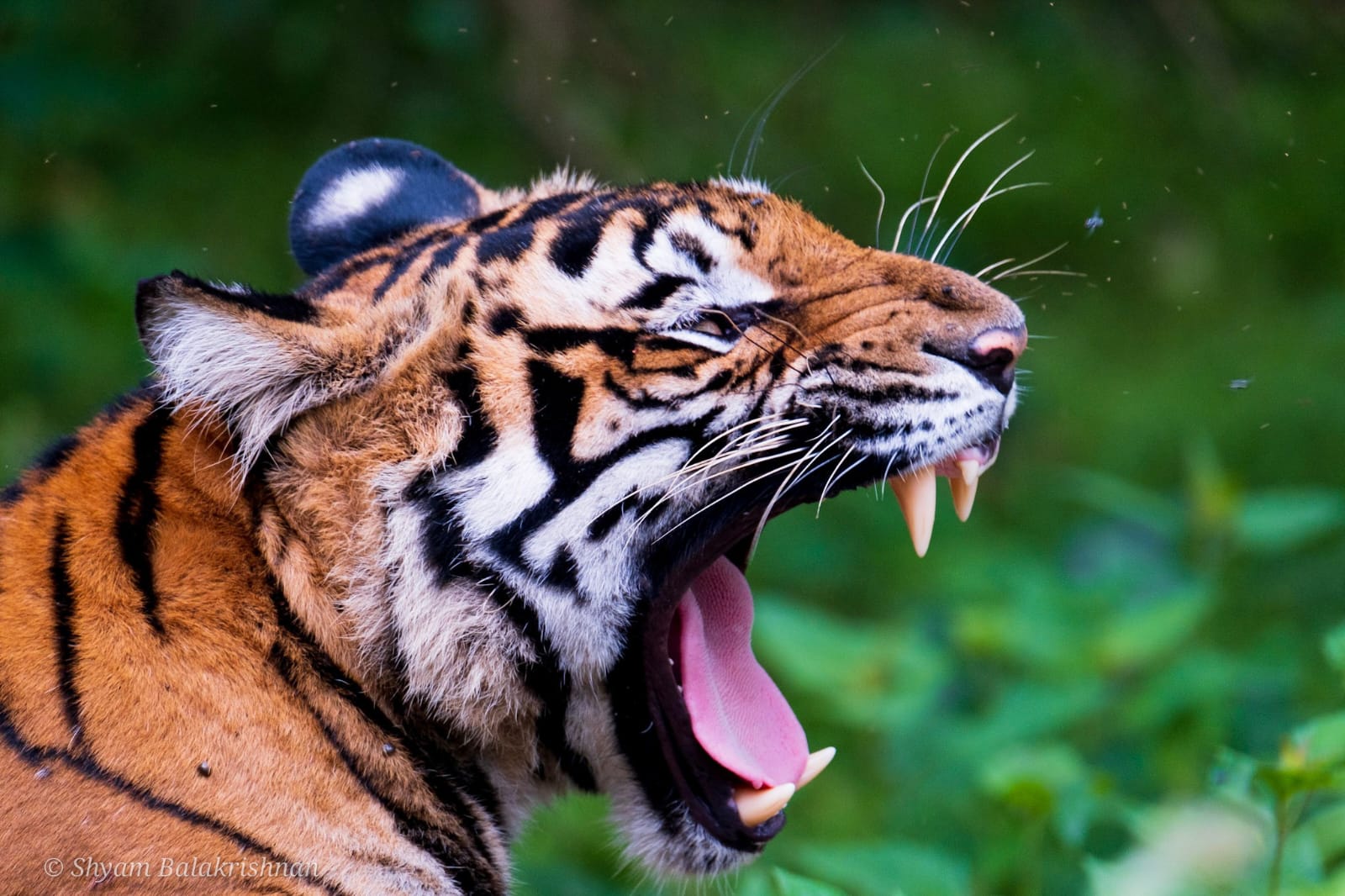 bandipur tiger safari online booking